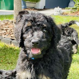 Bernedoodle Puppies from Doodles of Tampa Bay