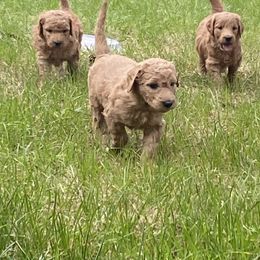 Goldendoodle Puppies from Peaceful Acres Doodles