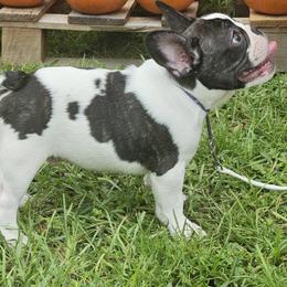 Sparkles - Brindle and white male French Bulldog puppy in Lake Helen, Florida from Bouquet Bulldogs