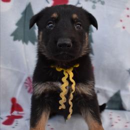 Yellow Boy - Black and tan male German Shepherd puppy in Grants Pass, Oregon from Granville German Shepherds