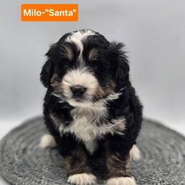 Santa- Orange collar - Tri-color male Bernedoodle puppy in Summerville, South Carolina from Channys Doodles