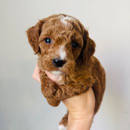 Gus - Red  male Goldendoodle puppy in Auburn, Indiana from Martin’s Doodles