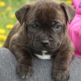 Staffordshire Bull Terrier Puppies from Full Throttle Staffords