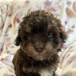 Charlie - Chocolate male Havanese puppy in Starr, South Carolina from Home with Havanese