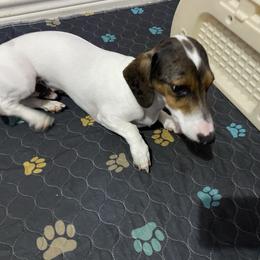 Diesel - Dapple male Dachshund puppy in Magnolia, Texas from Carrie’s Countryside Dachshunds