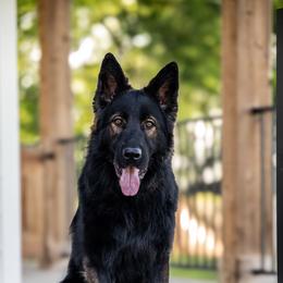 German Shepherd puppies from Howixx German Shepherds