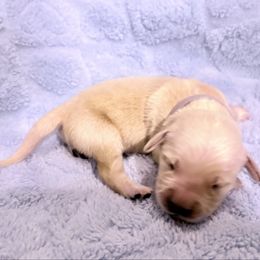 Bentley - Light golden male Golden Retriever puppy in Seville, Ohio from Retriever Ranch