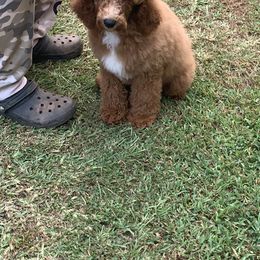 "Male " Poodle Puppies from GingerLane Poodles