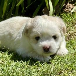 Chance - White male Coton de Tulear puppy in Mead, Oklahoma from Bar W Cotons