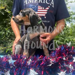Gunner - Blue ticked and tan male Bluetick Coonhound puppy in Mount Pleasant, Texas from Harmons Hounds