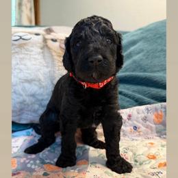 Ronaldo-Boy 2 (red collar) - Black male Goldendoodle puppy in Auburn, Indiana from Cooper’s Doodles