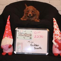 Goldendoodle and Poodle Puppies from Partridge Doodles and Poodles