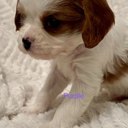 Cavalier King Charles Spaniel Puppies from Rhonda Davis