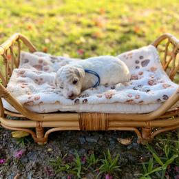 Kai - Parti male Poodle puppy in Dunn, North Carolina from Sandy Creek Kennels