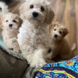 Maltipoo Puppies from Third Coast Maltipoos