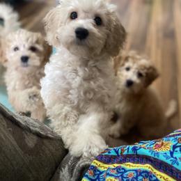 Maltipoo Puppies from Third Coast Maltipoos