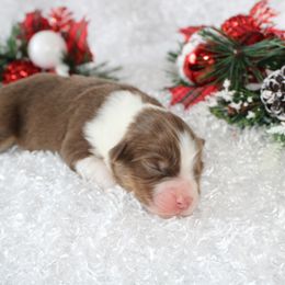 Miniature American Shepherd Puppies from Lone Pine Miniature American Shepherds