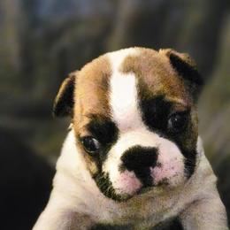 June Bug - Lilac female Boston Terrier puppy in Marion, North Carolina from Christy's Boston Butts