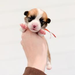Marmee - Orange - Red female Pembroke Welsh Corgi puppy in Milan, Georgia from Williams’ Welsh Corgis LLC