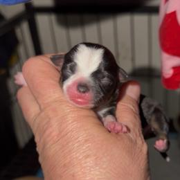 Henry - Black and tan male Chihuahua puppy in Seneca, Missouri from Stephanie’s Puppy Colony