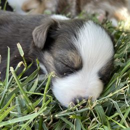 Australian Shepherd, Miniature American Shepherd, Miniature Australian Shepherd, and Toy Australian Shepherd Puppies from Painted Blue Aussies