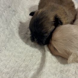 Pekingese and Poodle Puppies from Dogs lovers