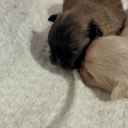 Pekingese and Poodle Puppies from Dogs lovers