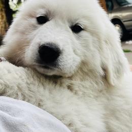 Great Pyrenees puppies from Polar Light Great Pyrenees