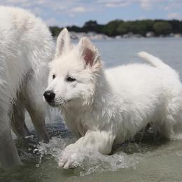 Berger Blanc Suisse Puppies from Nasha Comanda White Swiss Shepherds