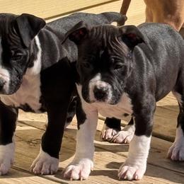 Shelby - Black female American Staffordshire Terrier puppy in Cloverdale, Indiana from Woodshire American Staffordshire Terrier’s
