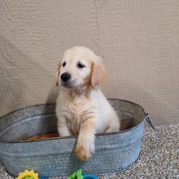 Golden Retrievers from Apple Dumpling Retrievers