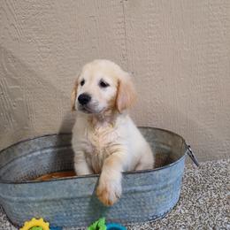 Golden Retrievers from Apple Dumpling Retrievers