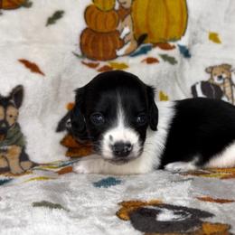 Oreo - Piebald male Dachshund puppy in Poteau, Oklahoma from Sisters Dazzling Dachshunds