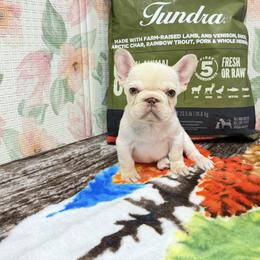 Mojo - Cream male French Bulldog puppy in Bakersfield, California from HOI Frenchies