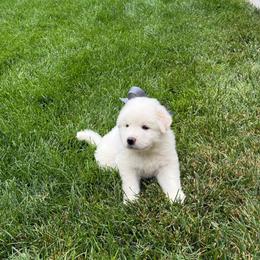Mr White - White male Great Pyrenees puppy in Idaho from Portneuf Range Pyrenees