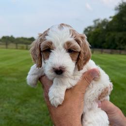 Girl 2 - Parti female Goldendoodle puppy in Wilmore, Kentucky from Central Kentucky Goldendoodles