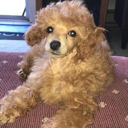 Ruby - Poodle