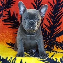 French Bulldog Puppies from Fetching Frenchies of SWFL