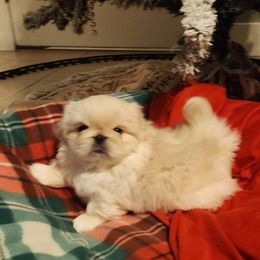 Pekingese Puppies from Heather's Pekingese