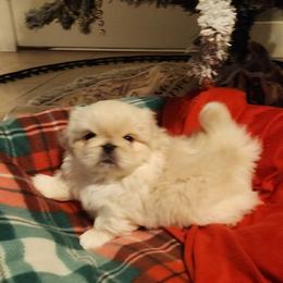 Pekingese Puppies from Heather's Pekingese