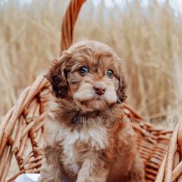 Aussiedoodle Puppies from Blue Mountain Aussiedoodles