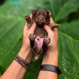 Oops - Red phantom male Aussiedoodle puppy in Centreville, Mississippi from Trin's Designer Doodles
