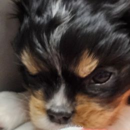 Mickey - 3rd born - Cavalier King Charles Spaniel puppy in Indiana from Roselily Cavaliers