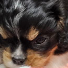 Mickey - 3rd born - Cavalier King Charles Spaniel puppy in Indiana from Roselily Cavaliers