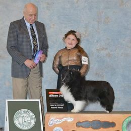 Collie and Shetland Sheepdog All Grown Up from Zandria Collies and Shetland Sheepdogs