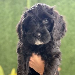 Boogie - Black male Goldendoodle puppy in Miami Dade County, Florida from Doodle Lovers