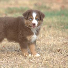 Boy 4 - male Miniature Australian Shepherd puppy in Scroggins, Texas from MAC's Cirkles 8 Aussies