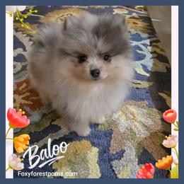 Baloo - AKC - Blue merle male Pomeranian puppy in Eatonville, Washington from Foxy Forest Poms