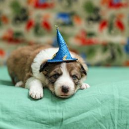 Paladin - Sable male Border Collie puppy in Charleston, South Carolina from Blackbird Kennels
