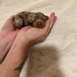 Gingerbread Cookie - Dapple female Dachshund puppy in New Braunfels, Texas from A Posh Doxie